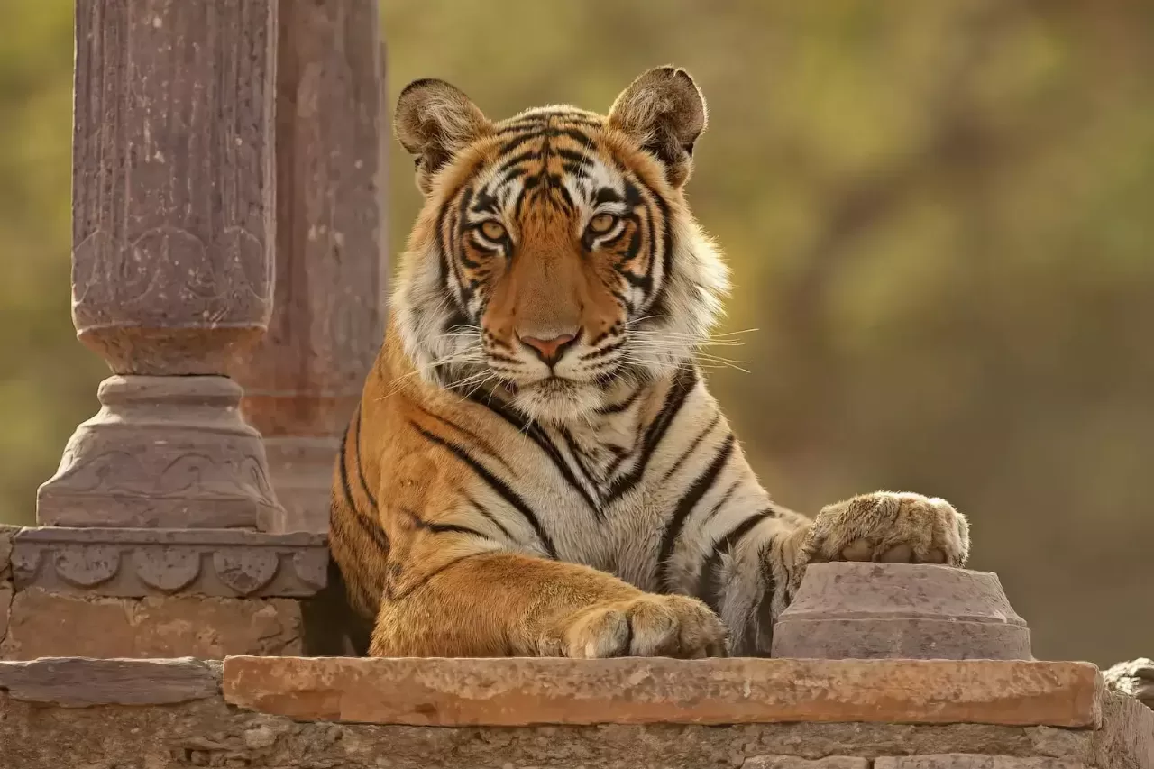 Golden Triangle And Tigers