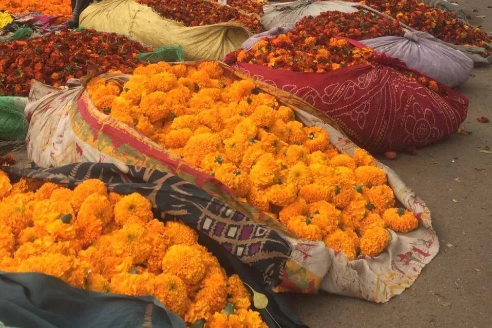 Pink City Day | Highlights of Jaipur Tour