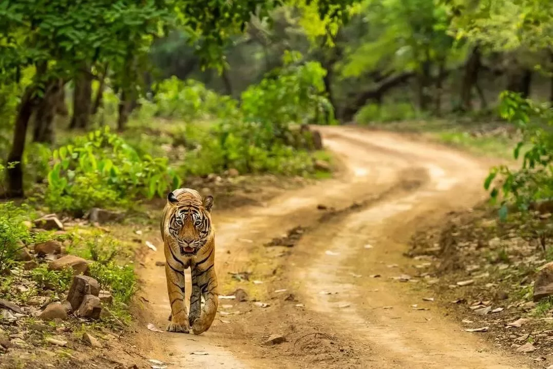 Golden Triangle And Tigers