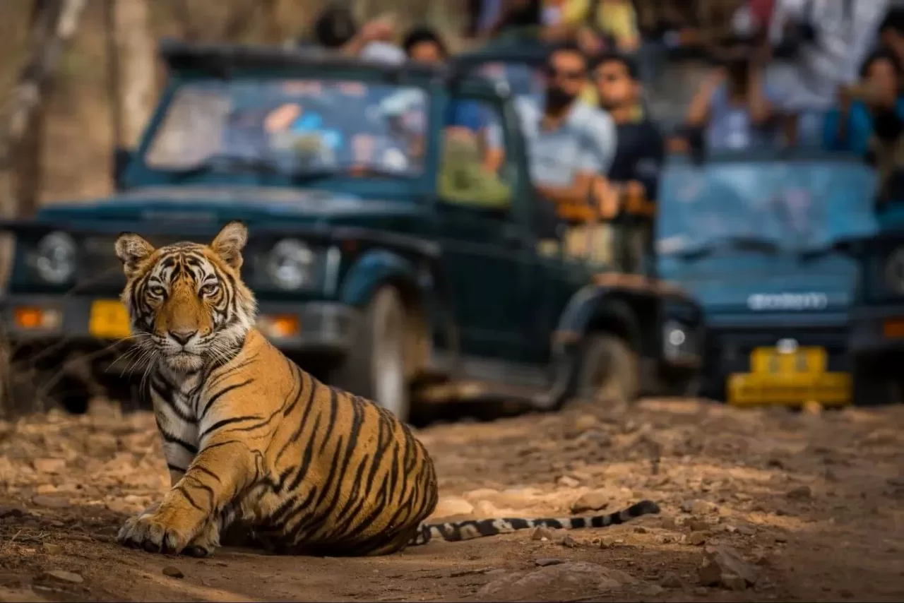 Golden Triangle And Tigers